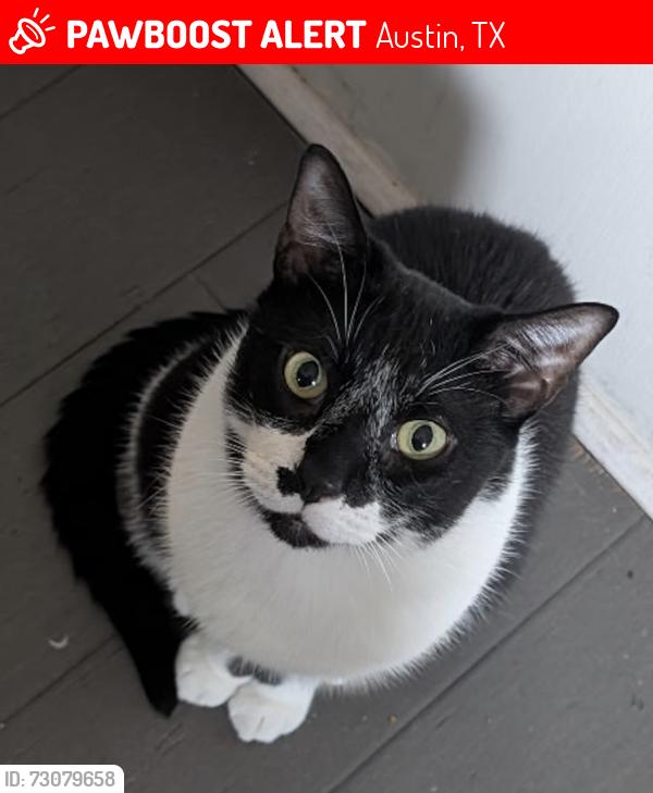 Lost Male Cat last seen Webberville Rd and Ribbecke Avenue, Austin, TX 78721
