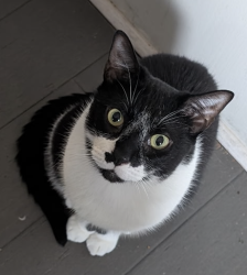 Lost Male Cat last seen Webberville Rd and Ribbecke Avenue, Austin, TX 78721