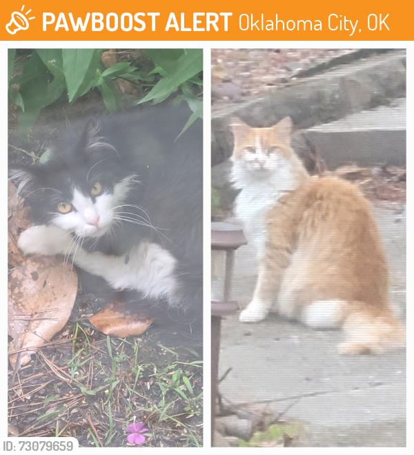 Found/Stray Male Cat last seen 59th and S Indian Meridian, Oklahoma City, OK 73020