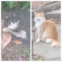Found/Stray Male Cat last seen 59th and S Indian Meridian, Oklahoma City, OK 73020