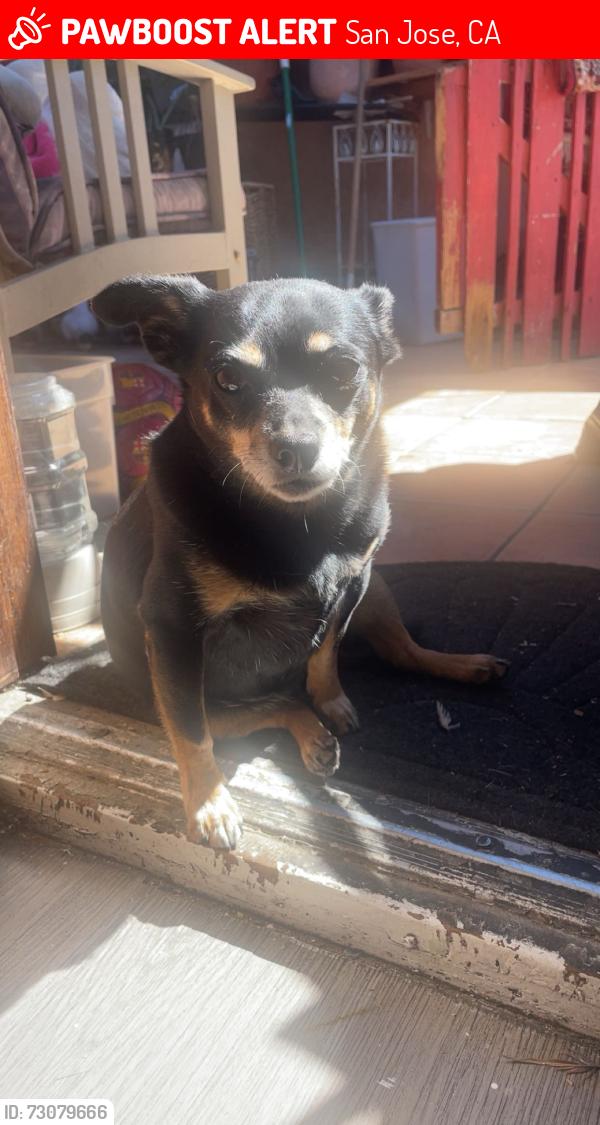 Lost Female Dog last seen apmts next to 3D smoke shop on alum rock and capitol, San Jose, CA 95127