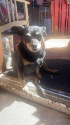 Lost Female Dog last seen apmts next to 3D smoke shop on alum rock and capitol, San Jose, CA 95127