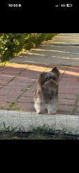 Lost Female Dog last seen Kagel canyon park, Los Angeles, CA 91342