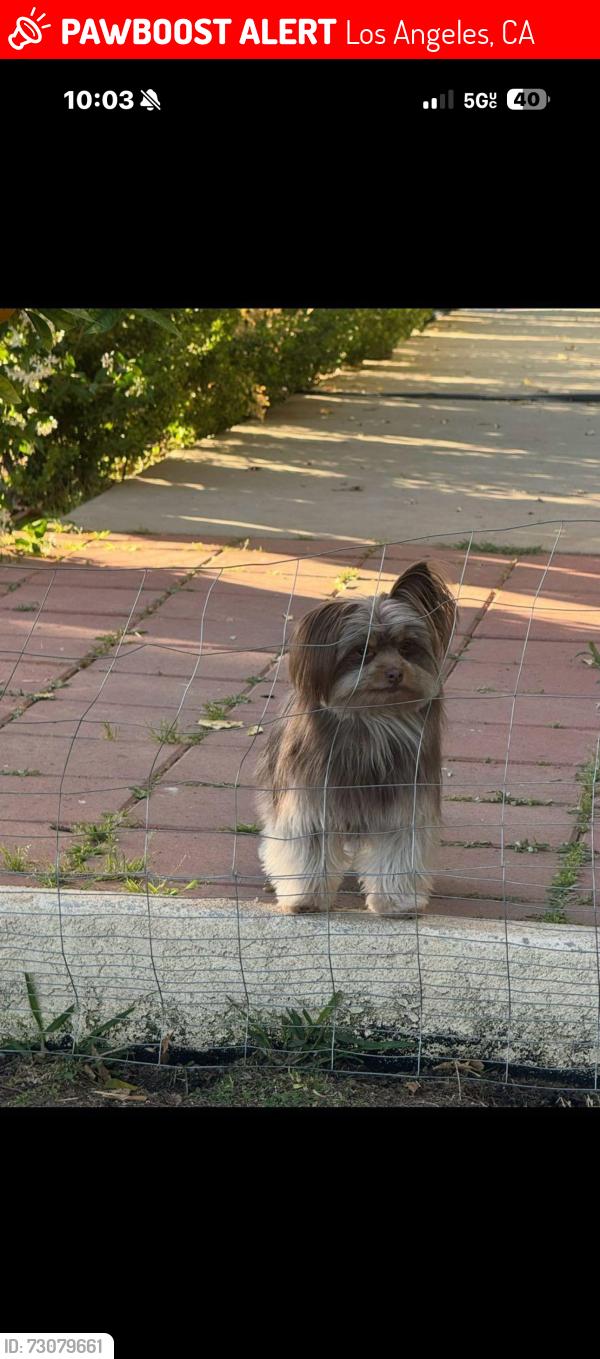Lost Female Dog last seen Kagel canyon park, Los Angeles, CA 91342