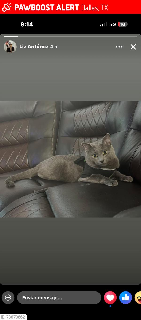 Lost Male Cat last seen Lyndon b Johnson highway, Dallas, TX 75243
