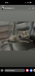 Lost Male Cat last seen Lyndon b Johnson highway, Dallas, TX 75243