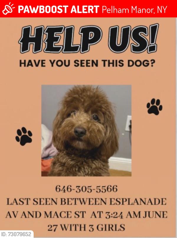 Lost Female Dog last seen mace st and esplanade av , Pelham Manor, NY 10803