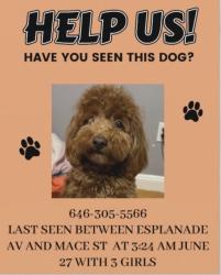 Lost Female Dog last seen mace st and esplanade av , Pelham Manor, NY 10803