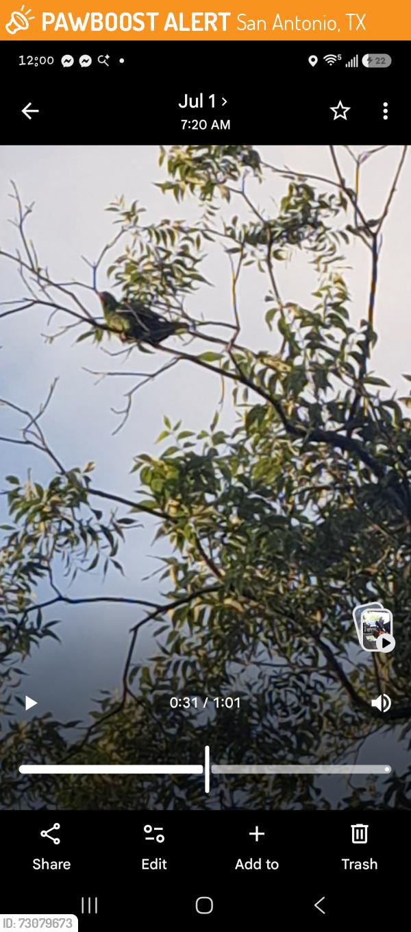 Found/Stray Unknown Bird last seen 36th and Marquette Dr, San Antonio, TX 78228