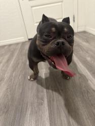 Reunited Male Dog last seen alto and hollywood, Whitney, NV 89122