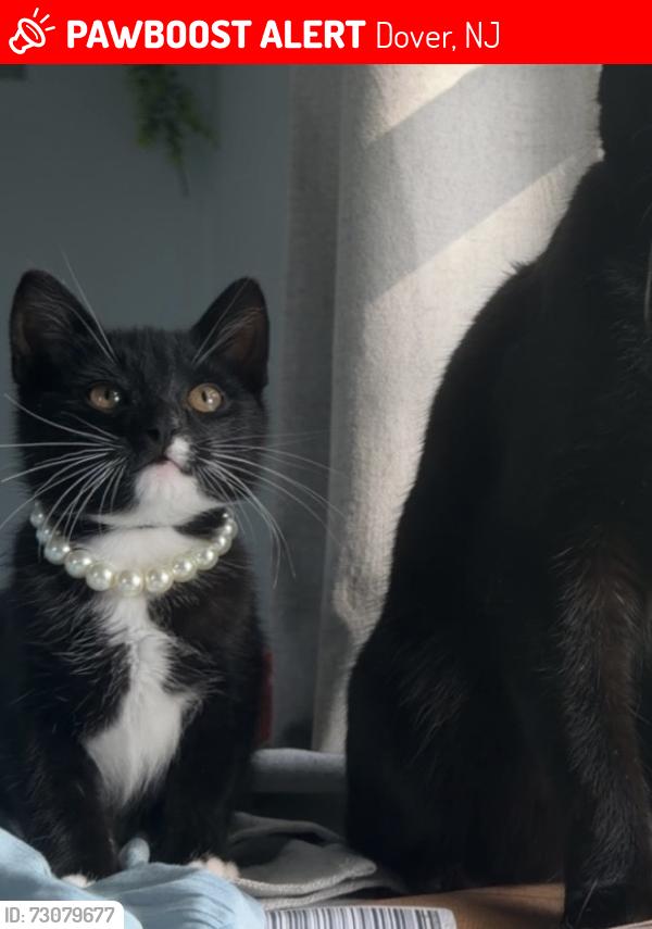 Lost Male Cat last seen crescent field, 90 south morris street, Dover, NJ 07801