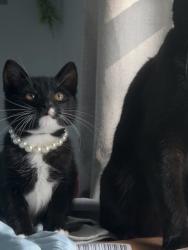 Lost Male Cat last seen crescent field, 90 south morris street, Dover, NJ 07801