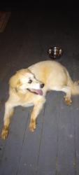 Reunited Unknown Dog last seen Harps crossing, Fayette County, GA 30215