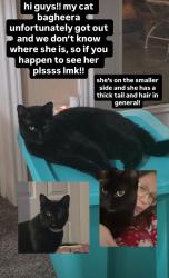 Lost Female Cat last seen Willowbend and bowman, Round Rock, TX 78664