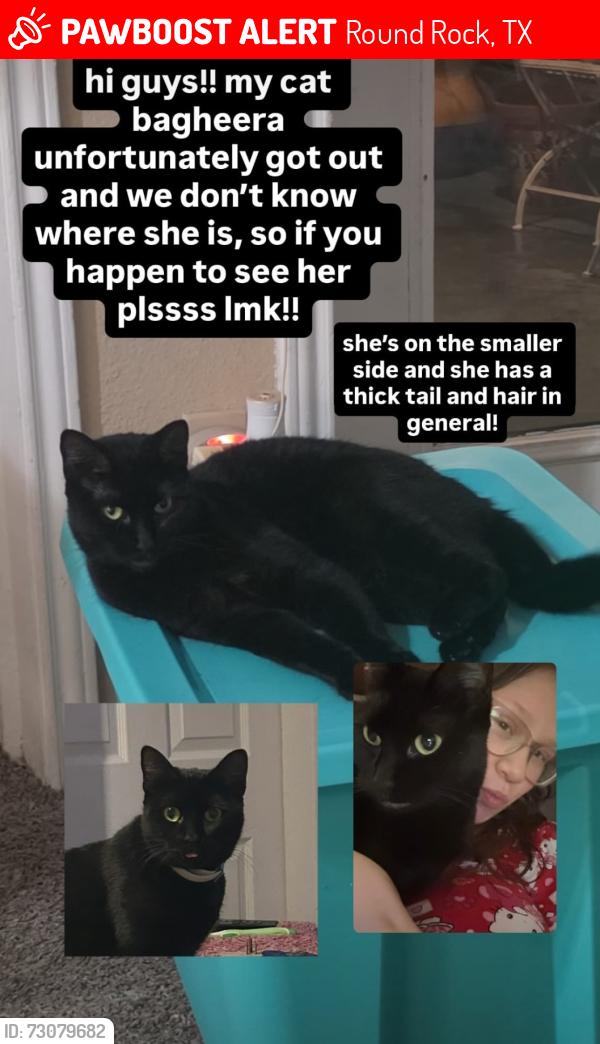 Lost Female Cat last seen Willowbend and bowman, Round Rock, TX 78664