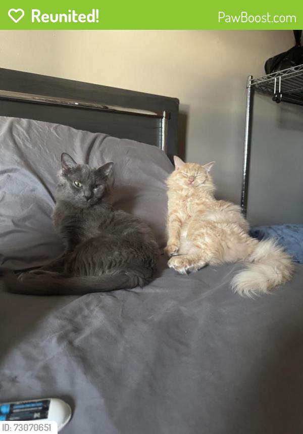 Reunited Female Cat last seen Norridge Cumberland and Lawrence area , Norridge, IL 60706
