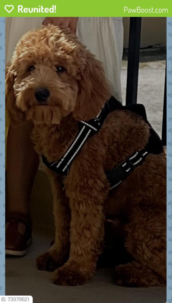 Reunited Male Dog last seen Bumby ave , Orlando, FL 32803