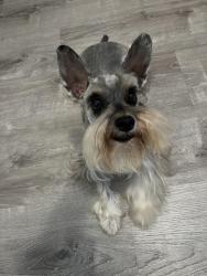 Lost Female Dog last seen Shelltown , San Diego, CA 92113
