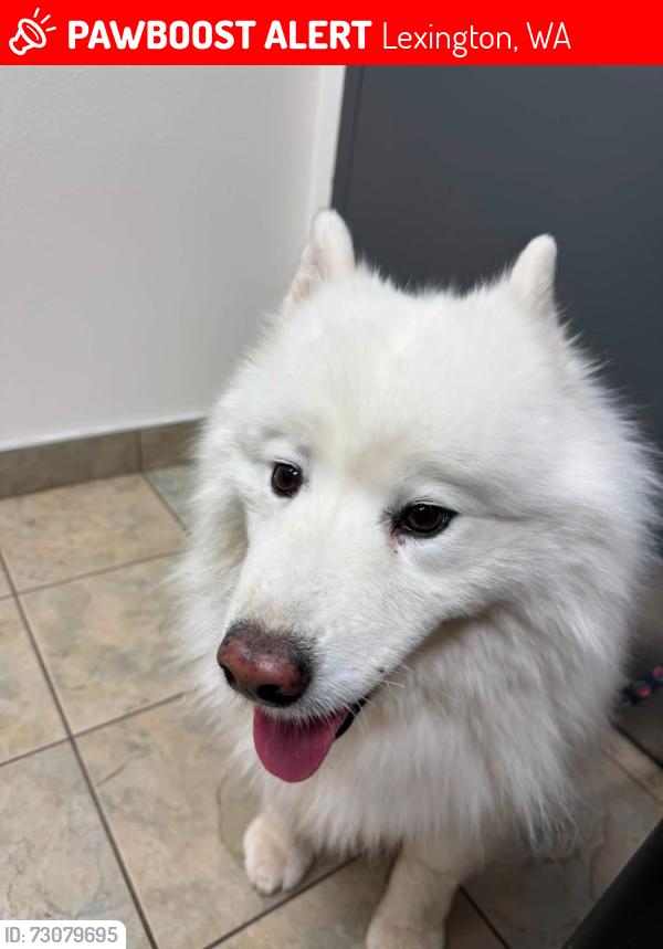 Lost Female Dog last seen Cowlitz drive and Decatur drive, Lexington, WA 98626