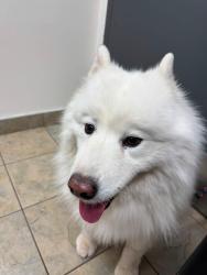 Lost Female Dog last seen Cowlitz drive and Decatur drive, Lexington, WA 98626