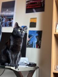 Lost Male Cat last seen University/Rural, Tempe, AZ 85281