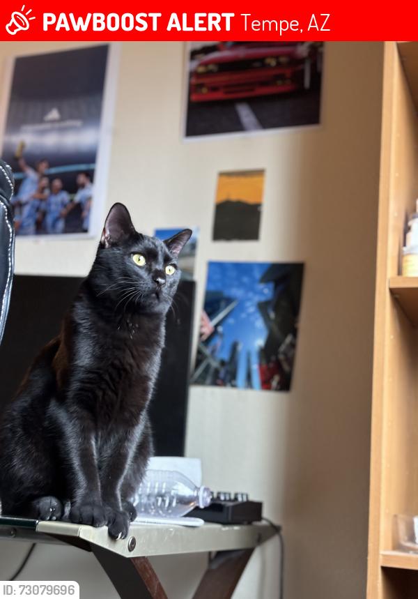 Lost Male Cat last seen University/Rural, Tempe, AZ 85281