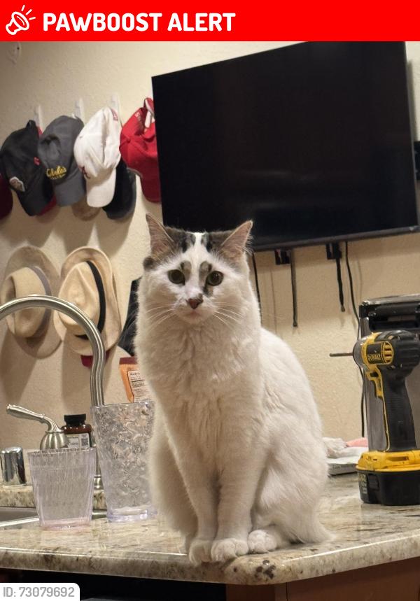 Lost Male Cat last seen Rip grand and Chavez, Los Ranchos de Albuquerque, NM 87107
