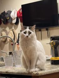 Lost Male Cat last seen Rip grand and Chavez, Los Ranchos de Albuquerque, NM 87107
