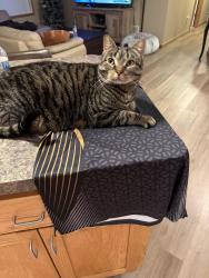 Lost Male Cat last seen County Road A, woodland creek neighborhood, New Richmond, WI 54017