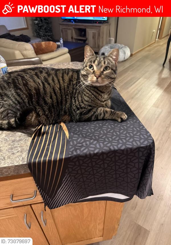 Lost Male Cat last seen County Road A, woodland creek neighborhood, New Richmond, WI 54017