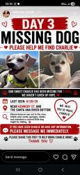 Lost Male Dog last seen Santa Ana river bottom, Jurupa Valley, CA 92509