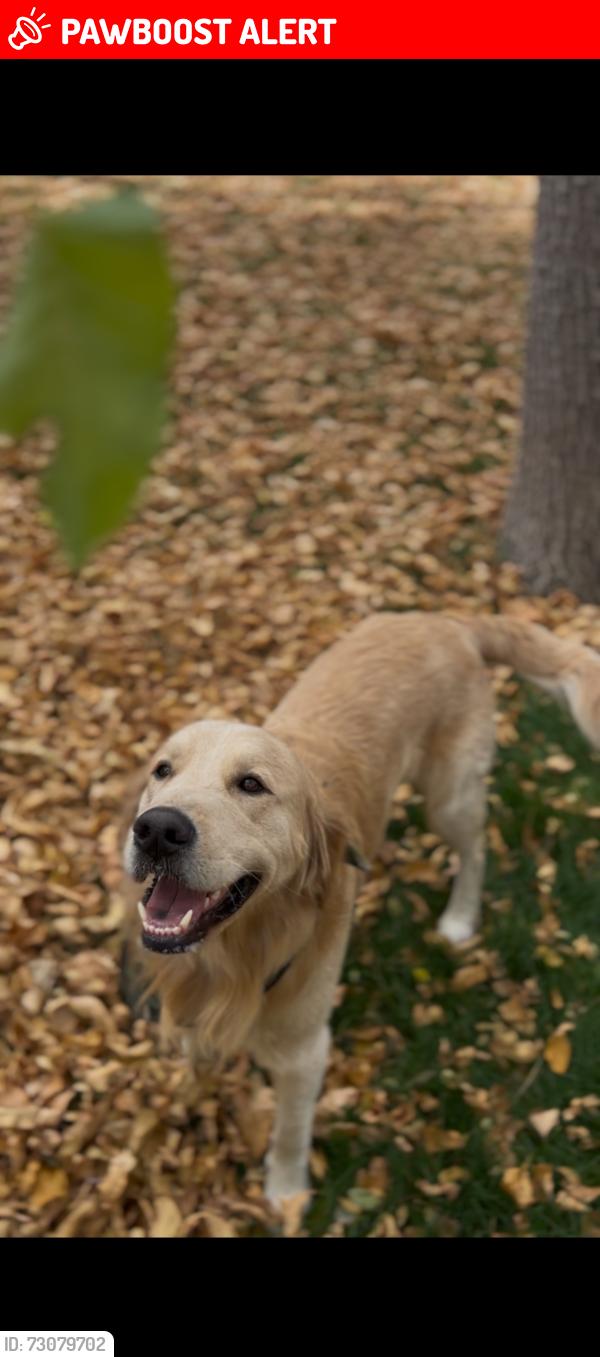 Lost Male Dog last seen Centennial, Colorado Springs, CO 80907