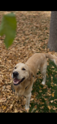 Lost Male Dog last seen Centennial, Colorado Springs, CO 80907