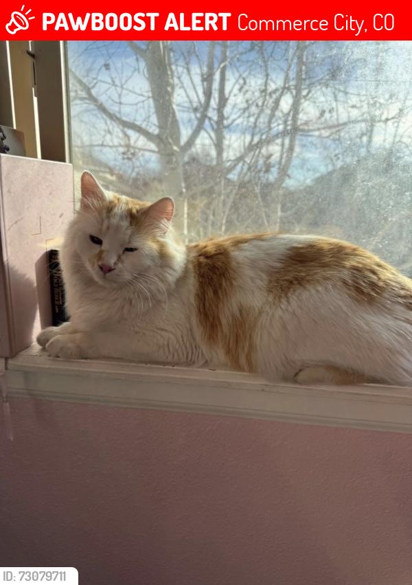 Lost Male Cat last seen Moline & 118th Ave, Commerce City, CO 80640