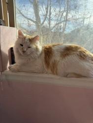Lost Male Cat last seen Moline & 118th Ave, Commerce City, CO 80640