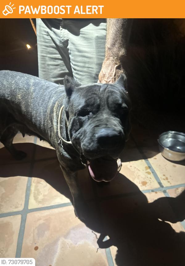 Found/Stray Female Dog last seen Mountain View Road, Harbison Canyon, CA 92021