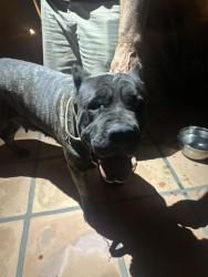Found/Stray Female Dog last seen Mountain View Road, Harbison Canyon, CA 92021