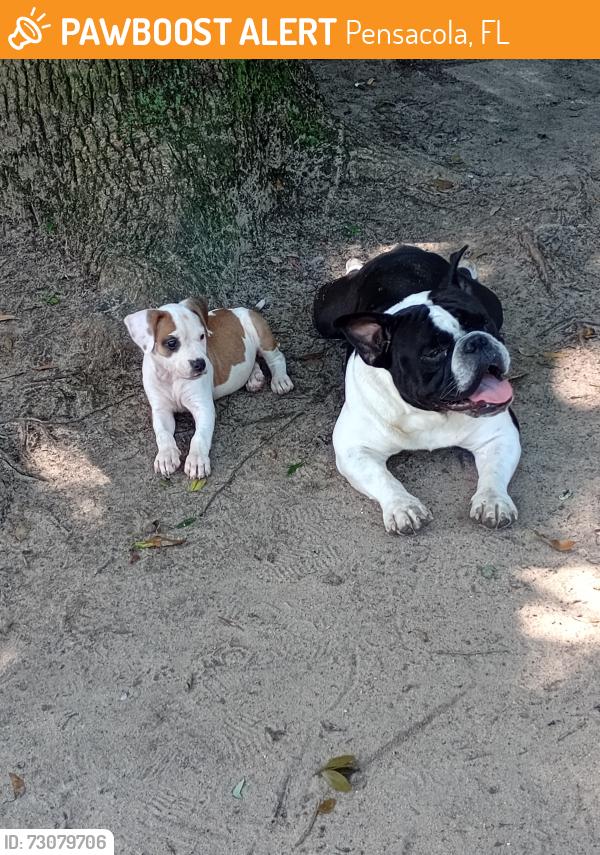 Found/Stray Male Dog last seen Phillys cheesteak, Pensacola, FL 32504
