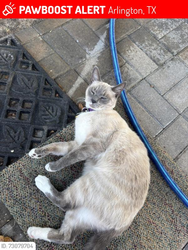 Lost Female Cat last seen Running creek and Lynn creek, Arlington, TX 76001