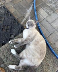 Lost Female Cat last seen Running creek and Lynn creek, Arlington, TX 76001