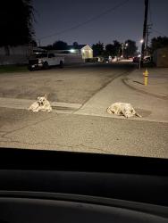 Found/Stray Unknown Dog last seen 28th and Acacia, San Bernardino, CA 92405