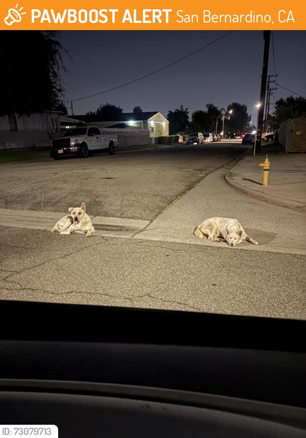 Found/Stray Unknown Dog last seen 28th and Acacia, San Bernardino, CA 92405