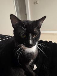 Lost Male Cat last seen Geyer springs rd Little Rock AR 72209, Little Rock, AR 72209