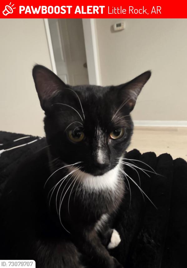 Lost Male Cat last seen Geyer springs rd Little Rock AR 72209, Little Rock, AR 72209
