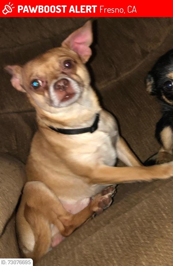 Lost Male Dog last seen Chestnut and Tulare, Fresno, CA 93727