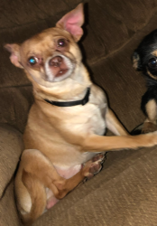Lost Male Dog last seen Chestnut and Tulare, Fresno, CA 93727