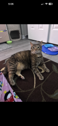 Lost Female Cat last seen Near Remington oaks circle, Cary, NC 27519