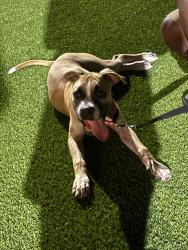 Found/Stray Male Dog last seen athens way, Nashville, TN 37228