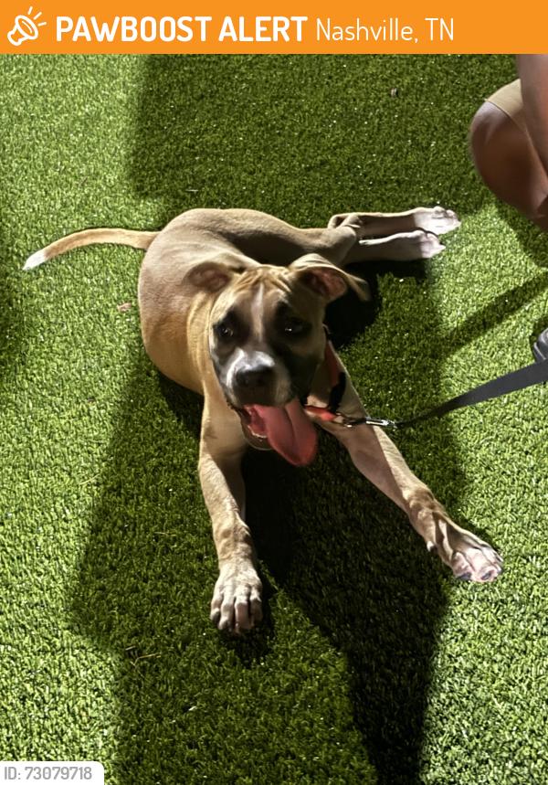 Found/Stray Male Dog last seen athens way, Nashville, TN 37228