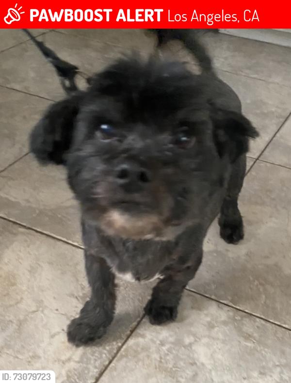 Lost Male Dog last seen Shoup//sherman way, Los Angeles, CA 91307